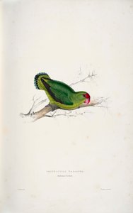 Agapornis taranta de Edward Lear